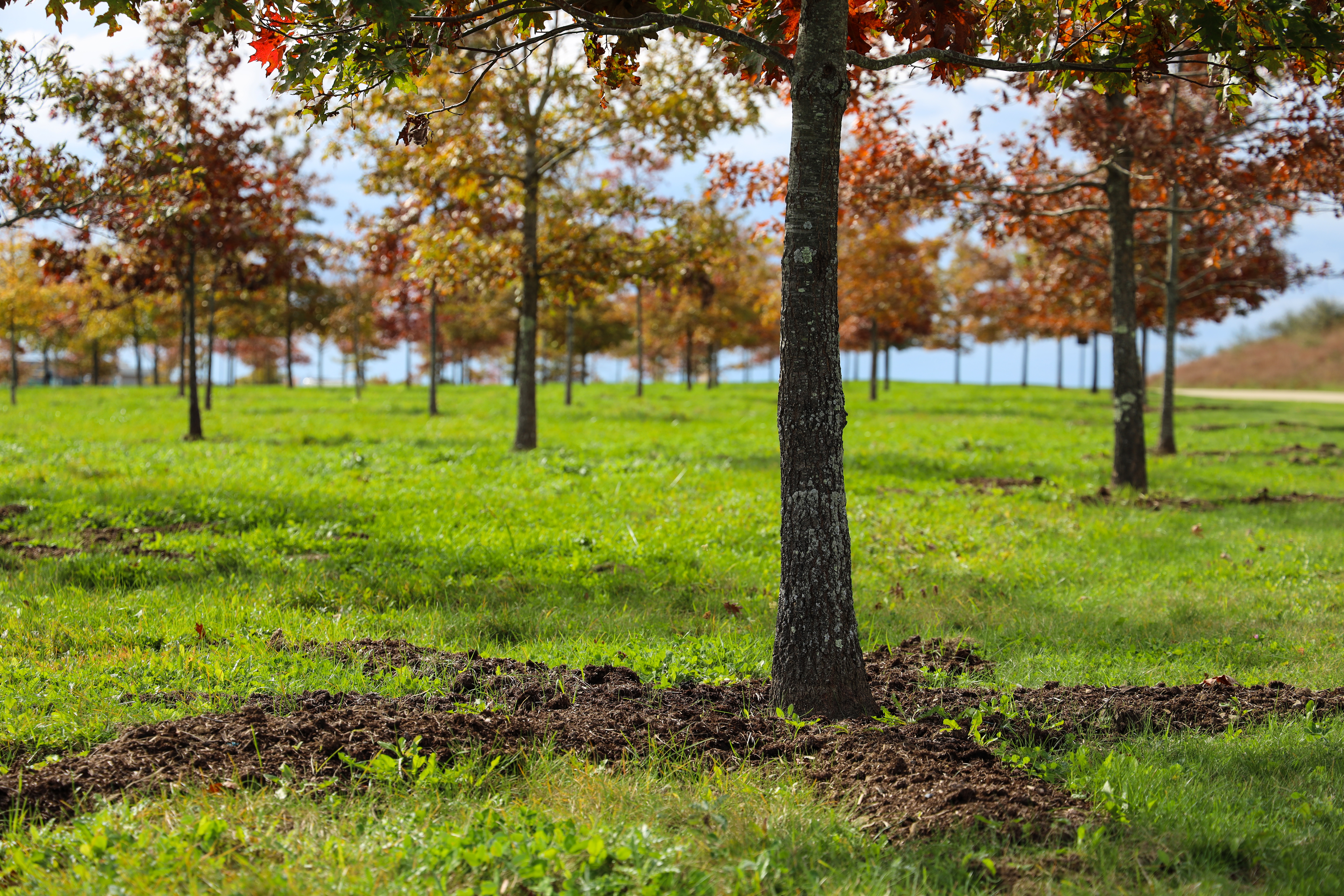Forty Memorial Groves Rehabilitation. Dirt around trees being improved.