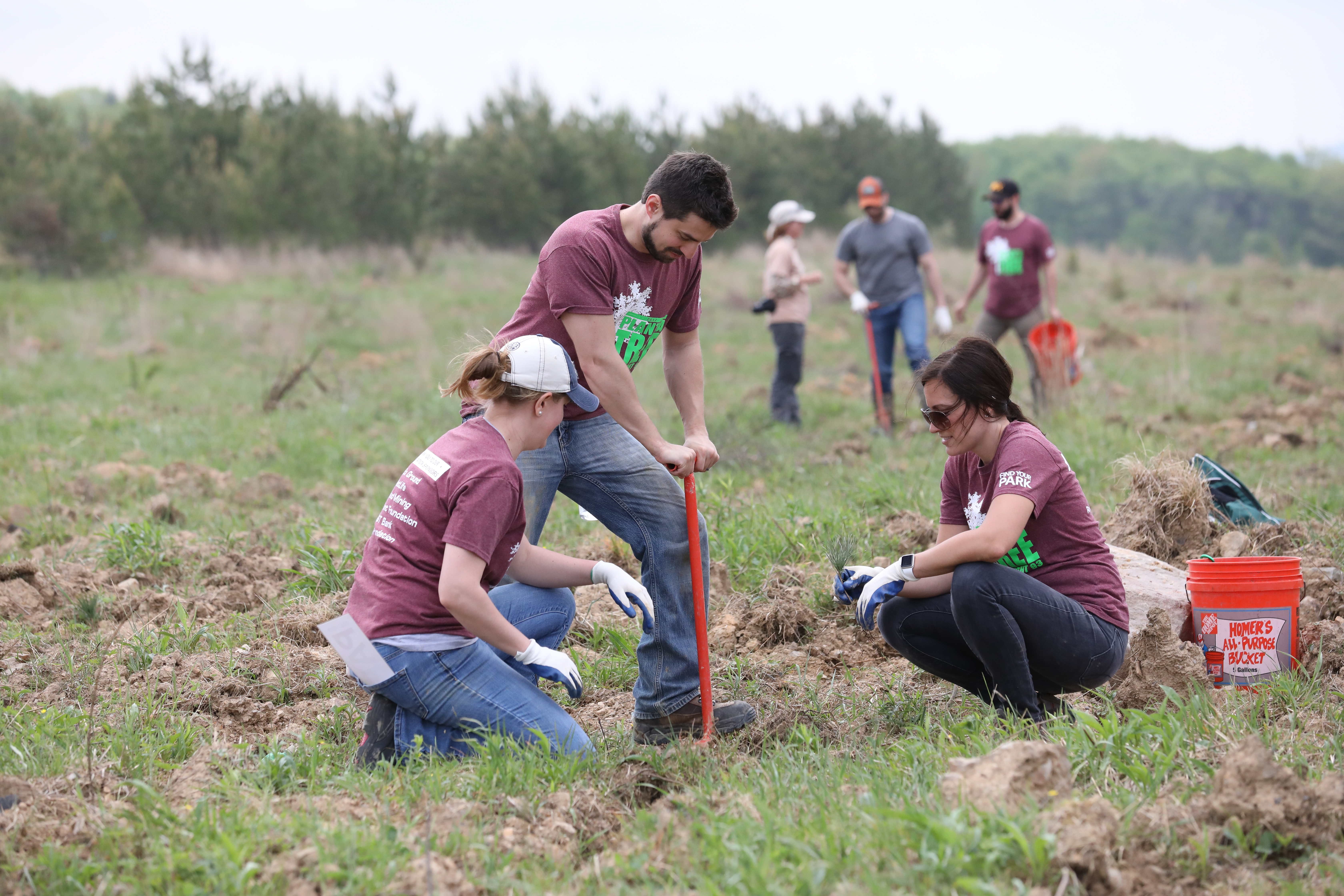 Volunteers using a dibble bar to plant bare root seedling trees