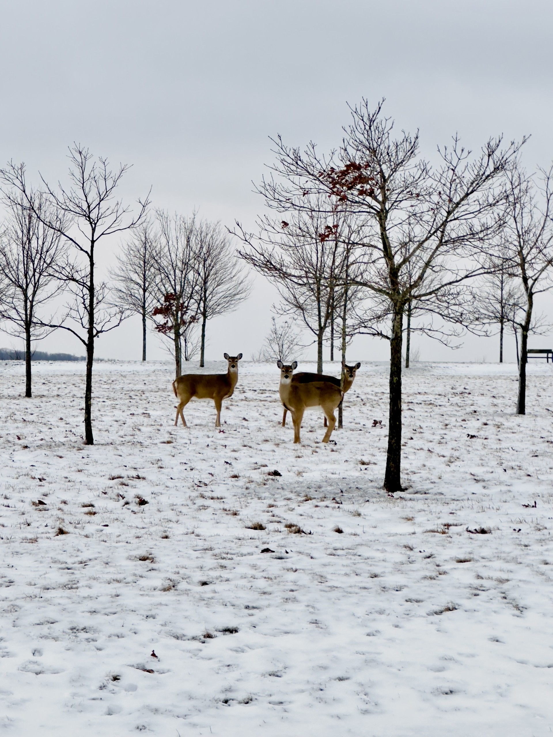 White-tailed deer in a snowy field.