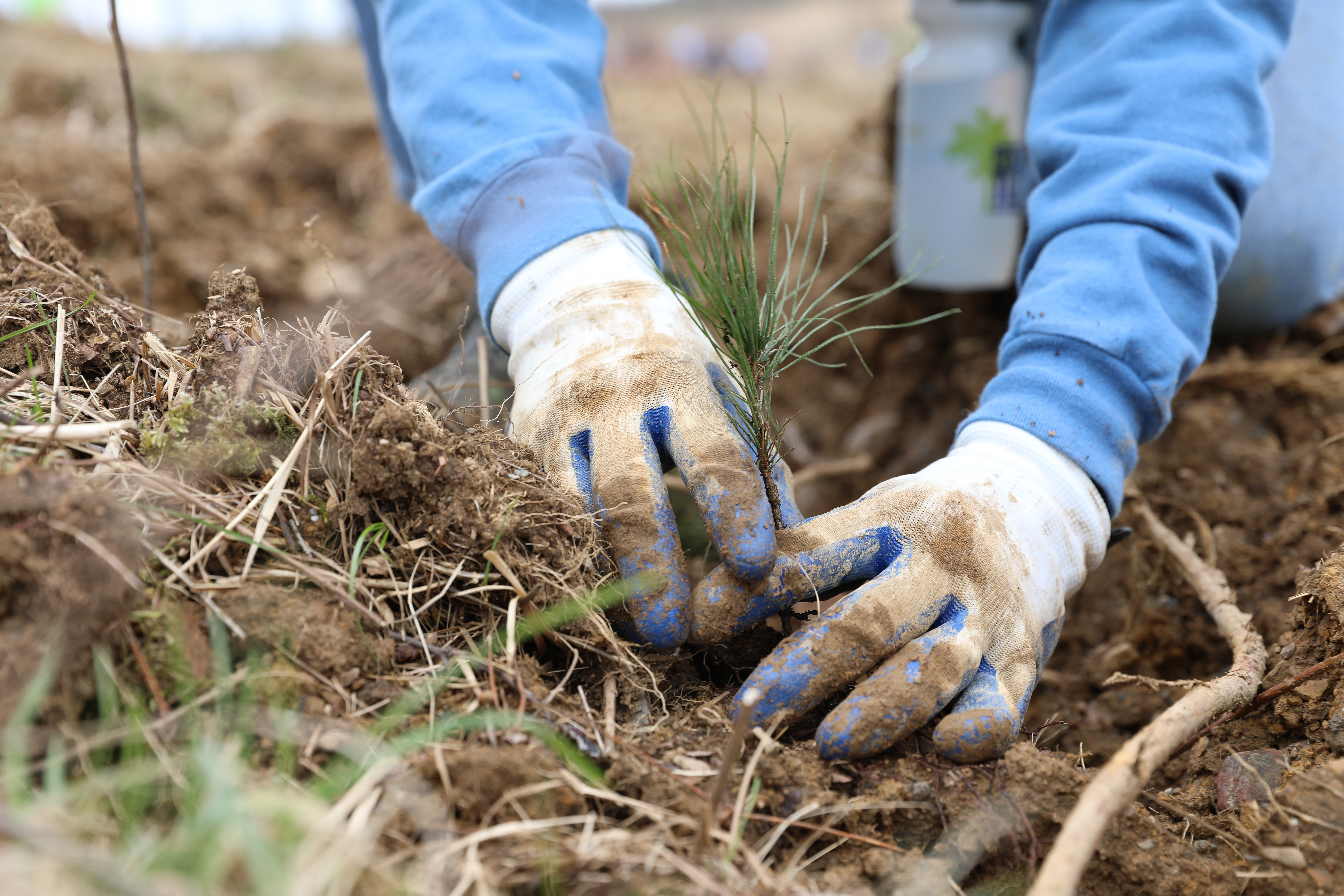 Planting trees for the future. Hands planting a tree.