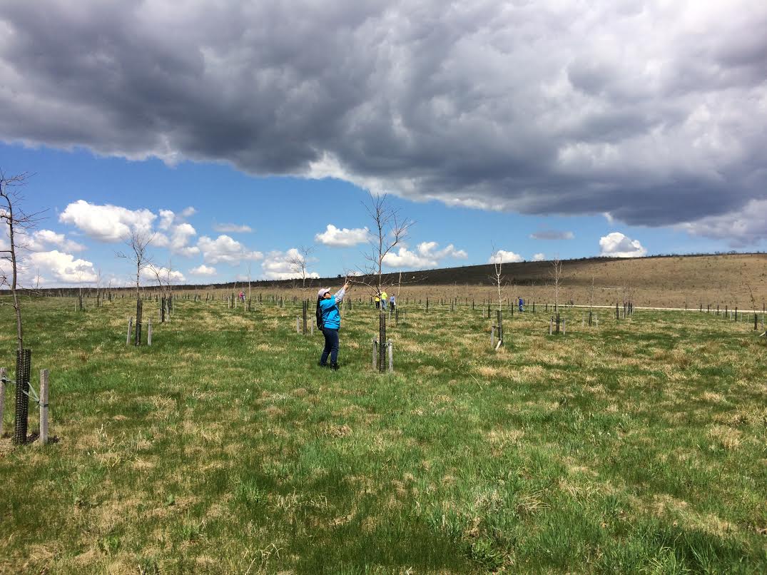 Person trimming branches off a tree in a field