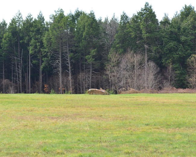 Green grass field with brown sandstone rock at center with large evergreen trees growing in background.