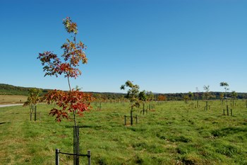 Memorial Groves