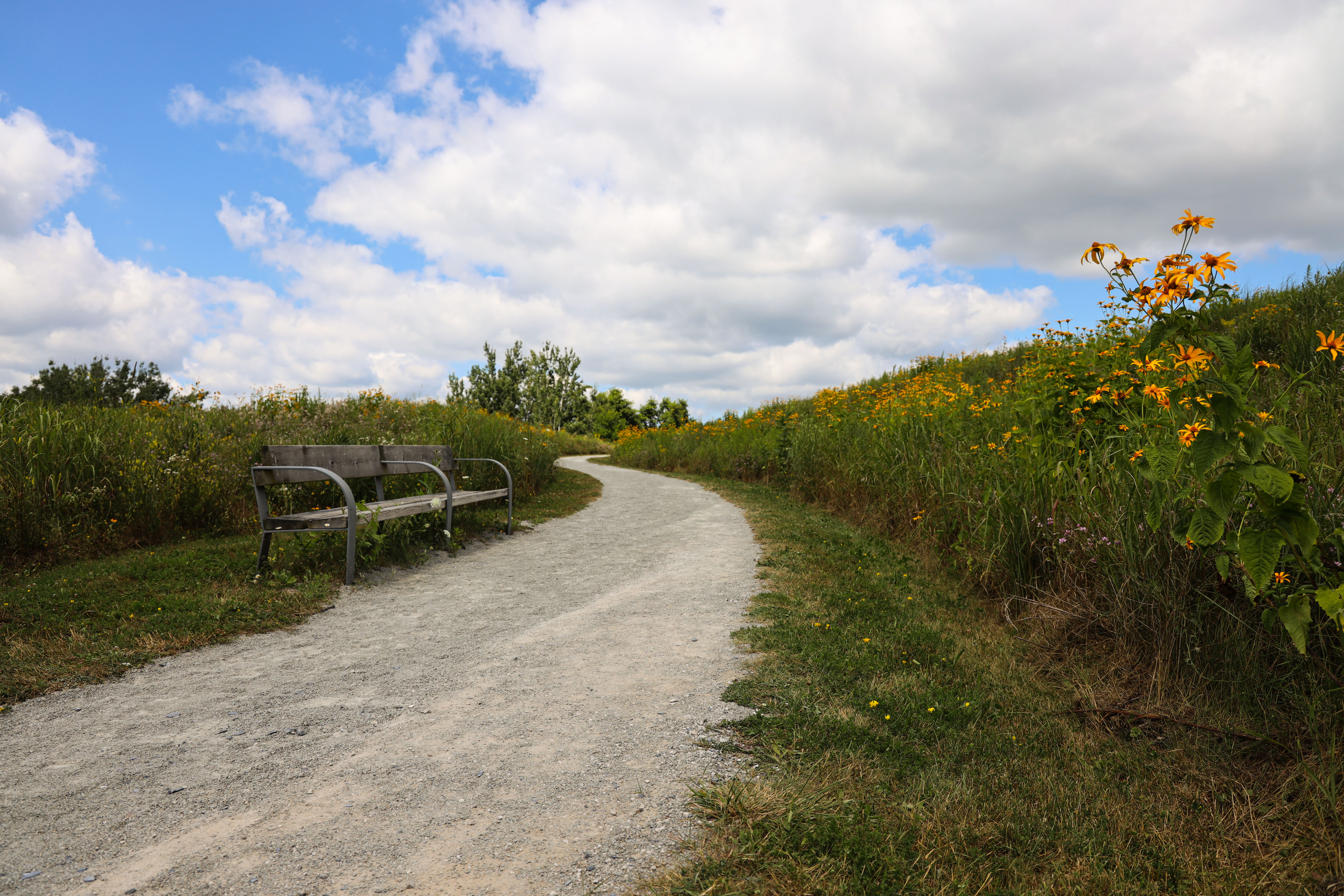 Trail with bench and flowers.