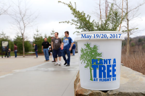 A bucket full of native bare root tree seedlings sitting on a sandstone rock bench beside the Memorial Plaza pathway. A bucket full of native bare root tree seedlings sitting on a sandstone rock bench beside the Memorial Plaza pathway.