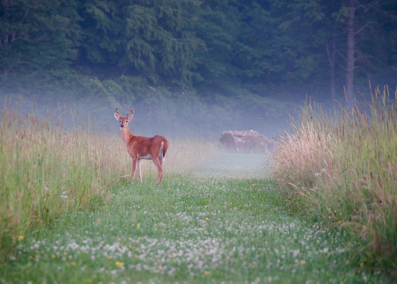 Deer in front of boulder.