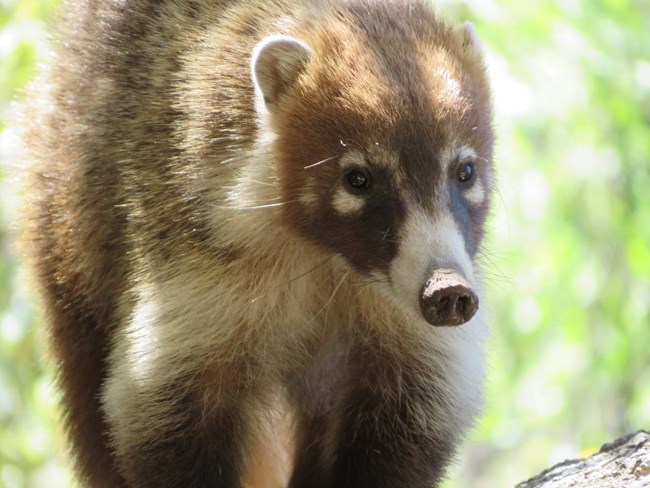 Close up of a coatimundi