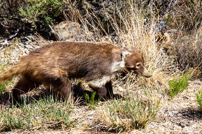 Coatimundi walking in grass