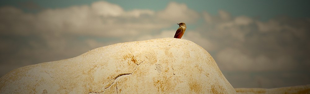 FOBO birding A flycatcher perches on an adobe wall