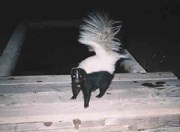 Hooded skunk captured by a remote camera Hooded skunk captured by a remote camera