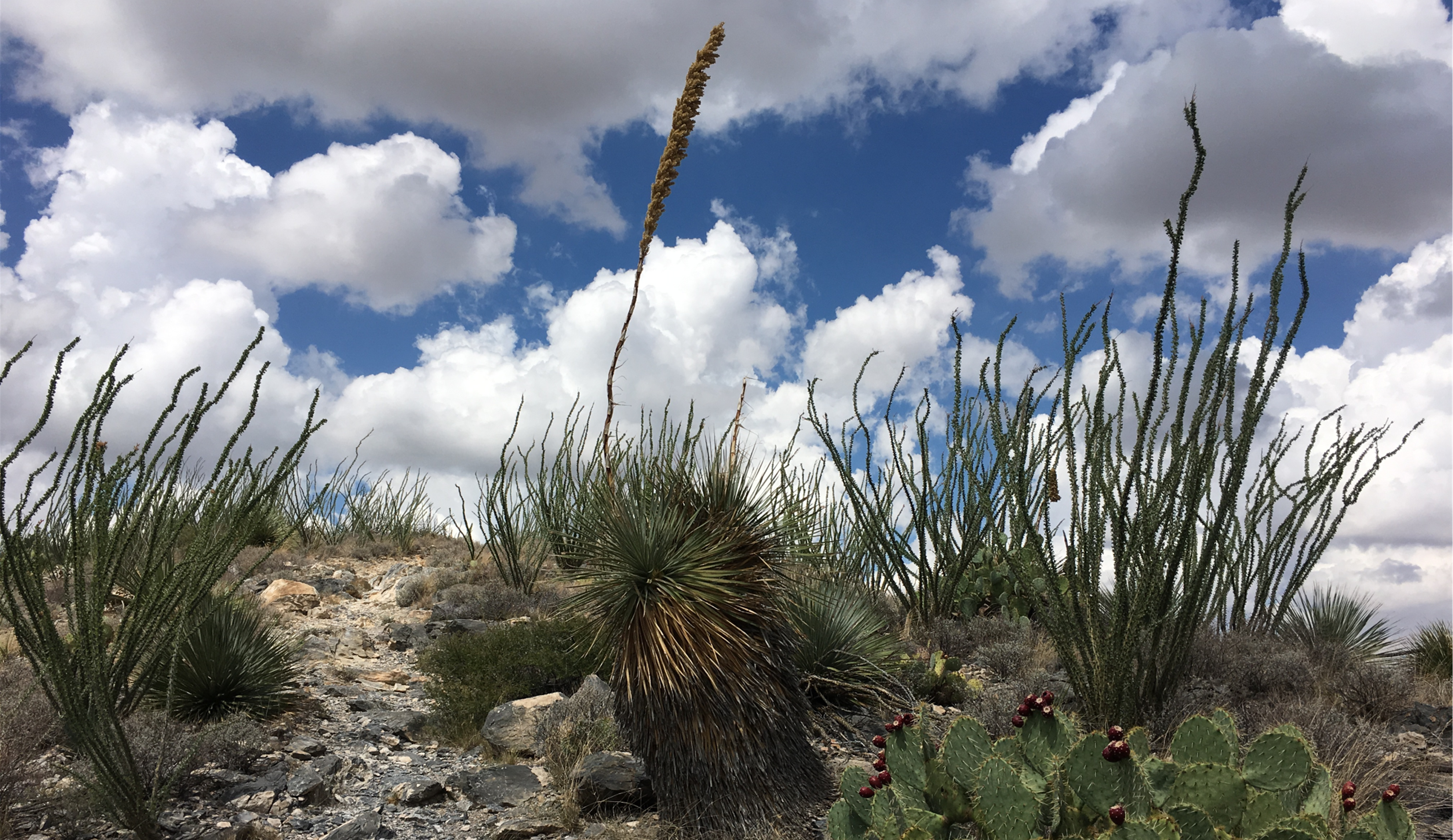 Plants on mountain rocky terrain with clouds and blue sky.