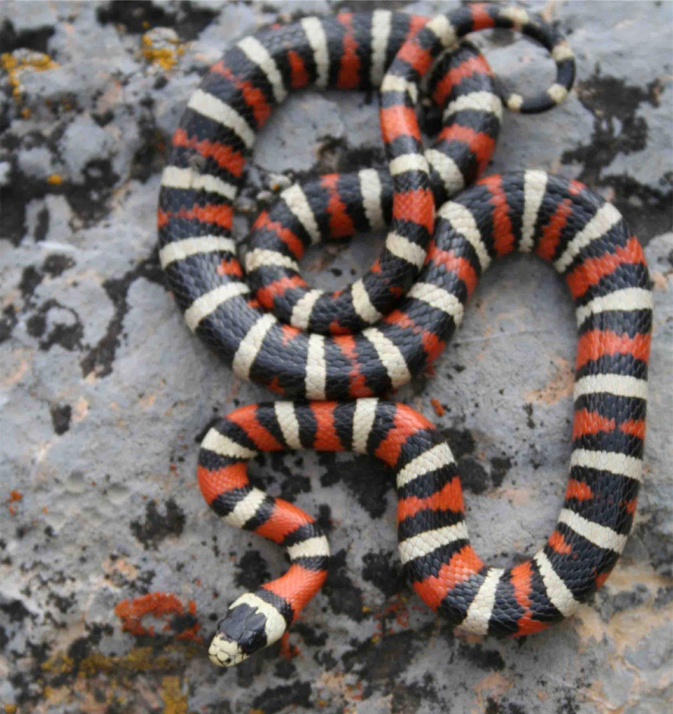 A black red and white snake