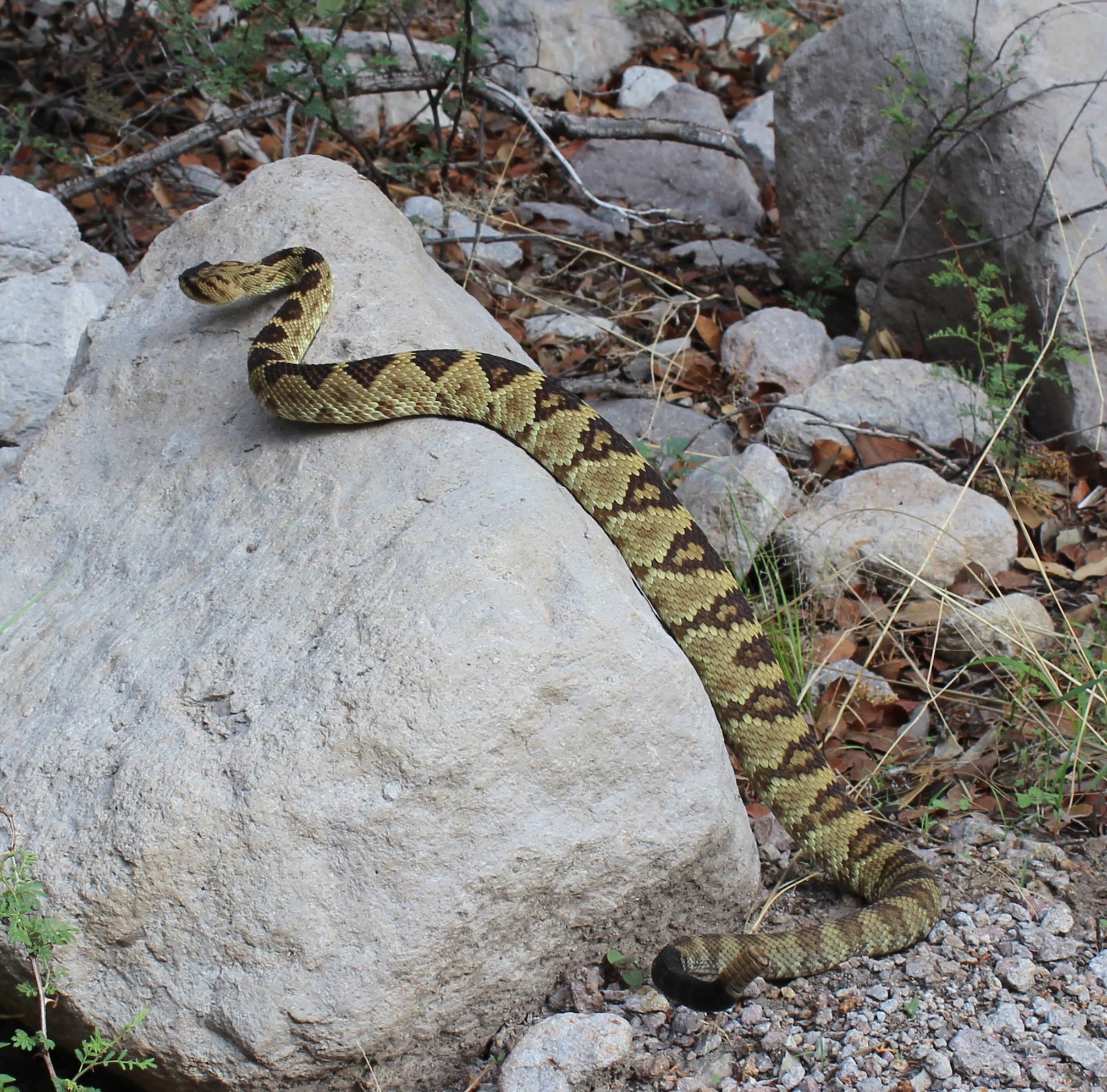 Rattlesnakes Fort Bowie National Historic Site (U.S. National Park