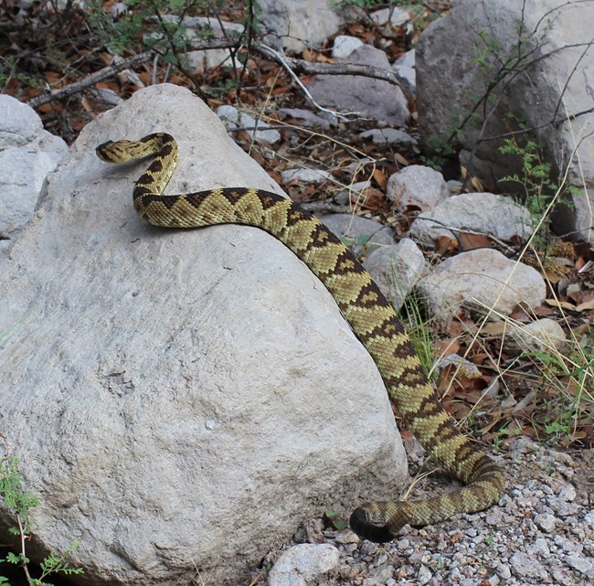 A rattlesnake with a black tail stretched out on a rock