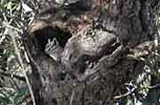 This little cliff chipmunk is making a home in a hollow tree cavity. Cavities in trees, made by woodpeckers, fire or other animals, are often used by small mammals as den sites. This little cliff chipmunk is making a home in a hollow tree cavity. Cavities in trees, made by woodpeckers, fire or other animals, are often used by small mammals as den sites.