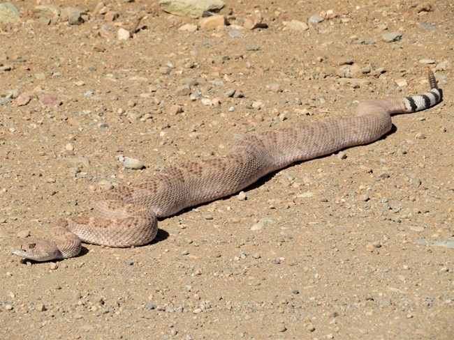 A snake with a rattle is stretched out across a dirt road