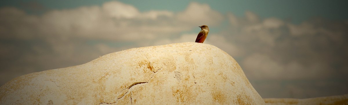 A solitary bird perches on an adobe wall