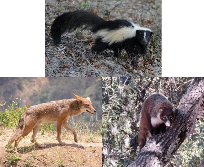collage of three photos; skunk - small black animal with white stripes and a long tail, coyote - medium size dog with tan fur, coati - small animal with brown and white fur, the coloring on its face looks like an eye mask