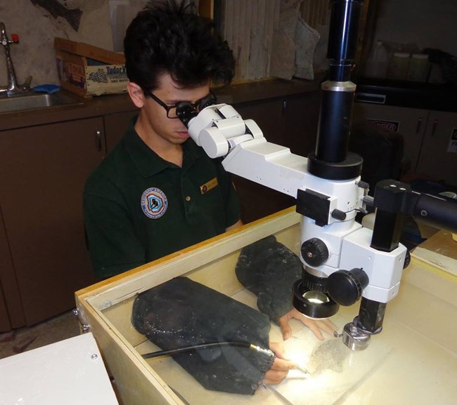 A man sits at a microscope using tools on a fossil