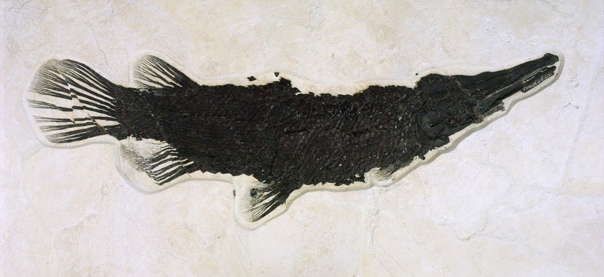 Fossil gar facing right. Fossil is almost black and scales are visible.