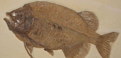Phareodus encaustus Phareodus encaustus