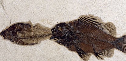 Priscacara with Diplomystus in mouth Priscacara with Diplomystus in mouth