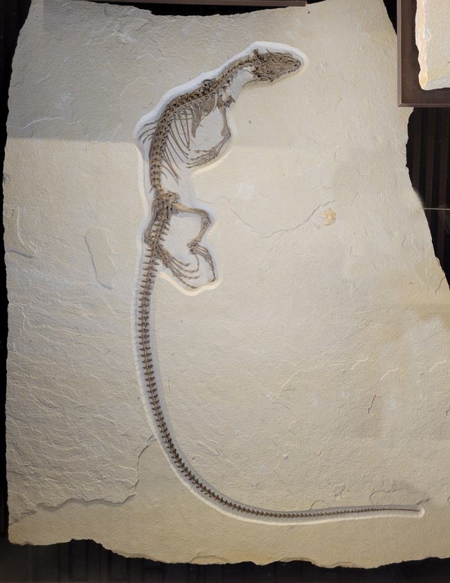 Saniwa ensidens lizard fossil with a tail twice as long as its body. From Green River Formation.