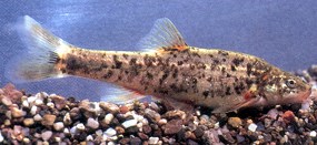 Speckled dace Speckled dace