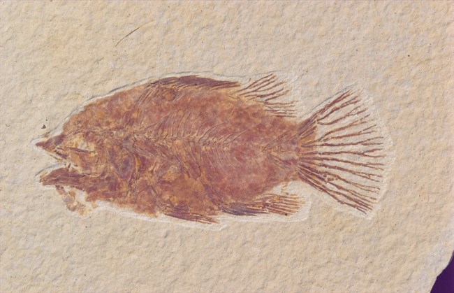 Asineops sp. fossil fish with splayed tail. From Green River Formation.