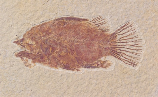 Asineops sp. orange fossil fish with splayed tail. From Green River Formation.