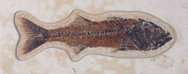 A long orange-brown fish fossil that tapers significaly to the tail which is forked.