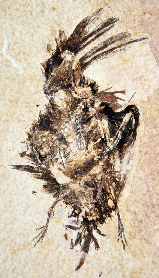 disarticulated bird fossil, feathers preserved with feet spread out at bottom.