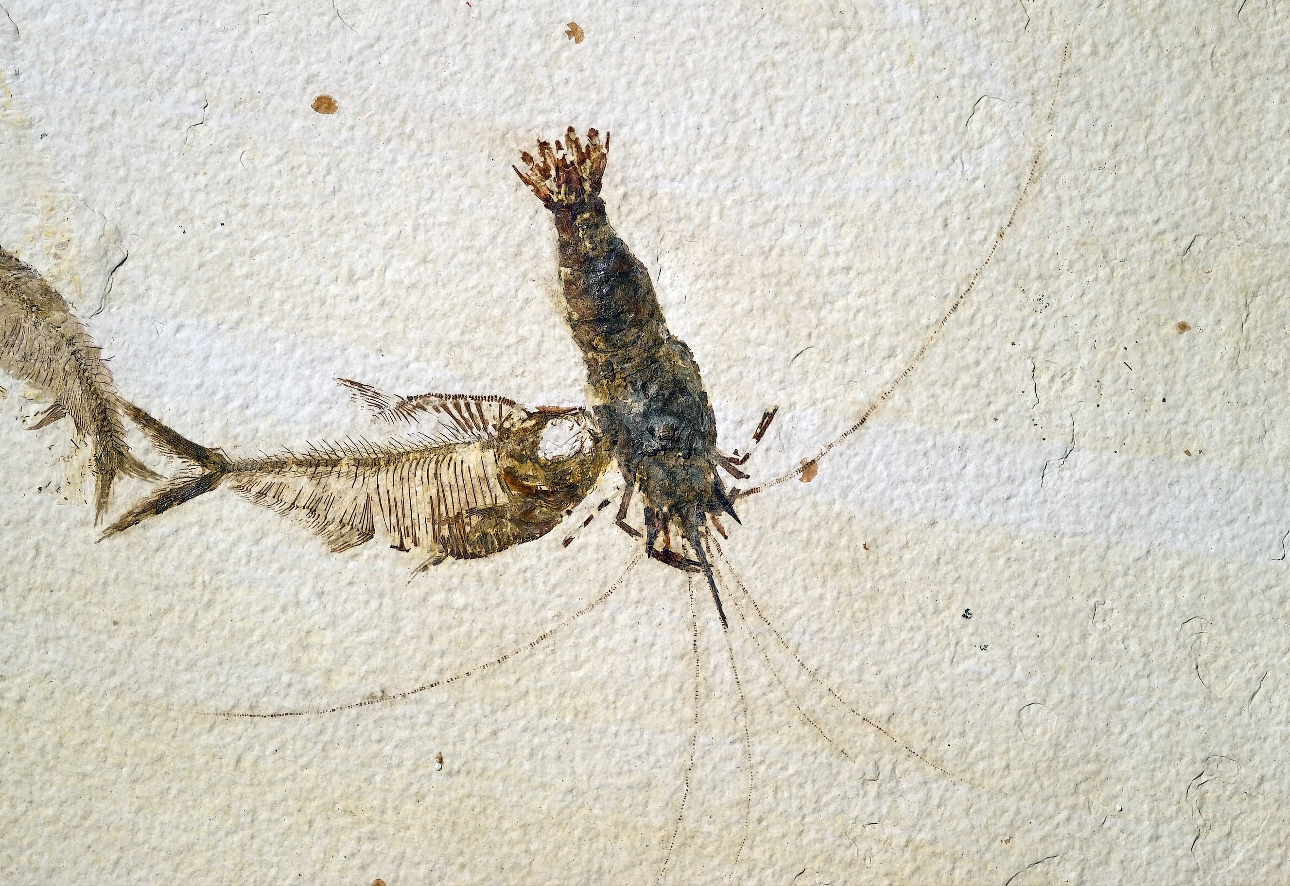 Fossil Arthropod Species - Fossil Butte National Monument ...