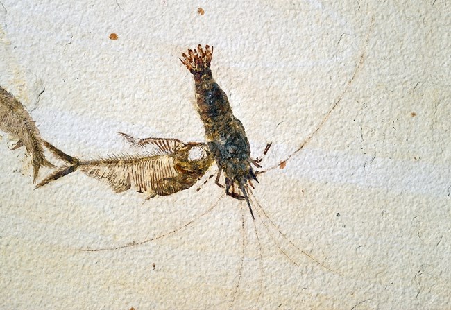Bechleja rostrata shrimp fossil with long antennaenext to fossil fish, additional fish tail in corner