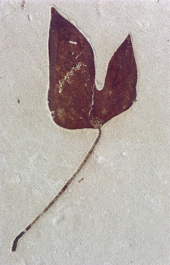 red leaf fossil with 2 pointed lobes, one smaller than other