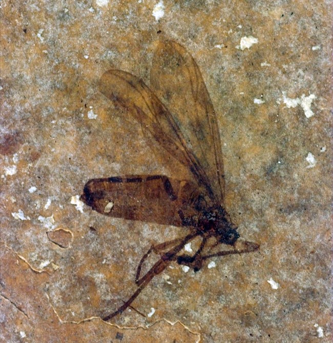 Plecia pealei March fly fossil viewed from side with wings extended above and legs extended below. From Green River Formation.