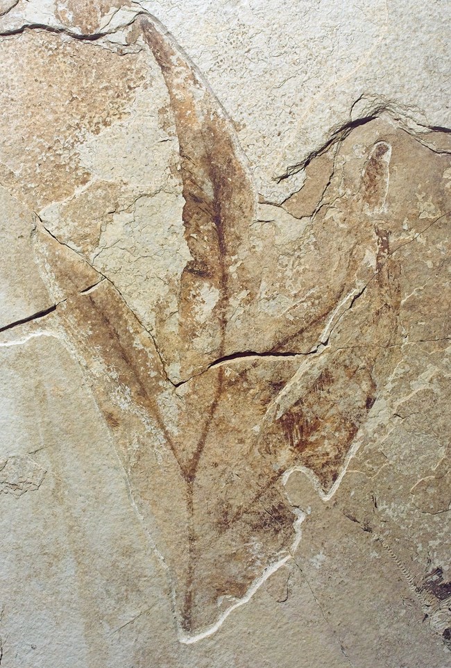 leaf-like fossil with 3 off-shoots