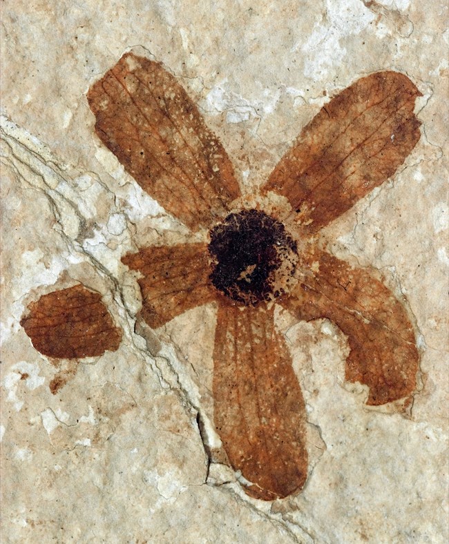fossil of five petals surrounding small circular seed, crack through left side of rock