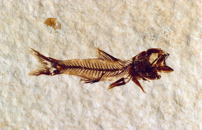 A juvenile Amphiplaga brachyptera with a large head and scales visible. From Green River Formation.