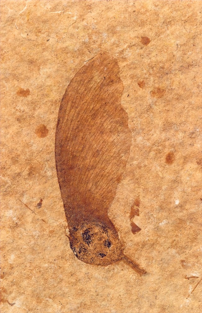 Fossil of feather shaped leaf with circular seed at bottom