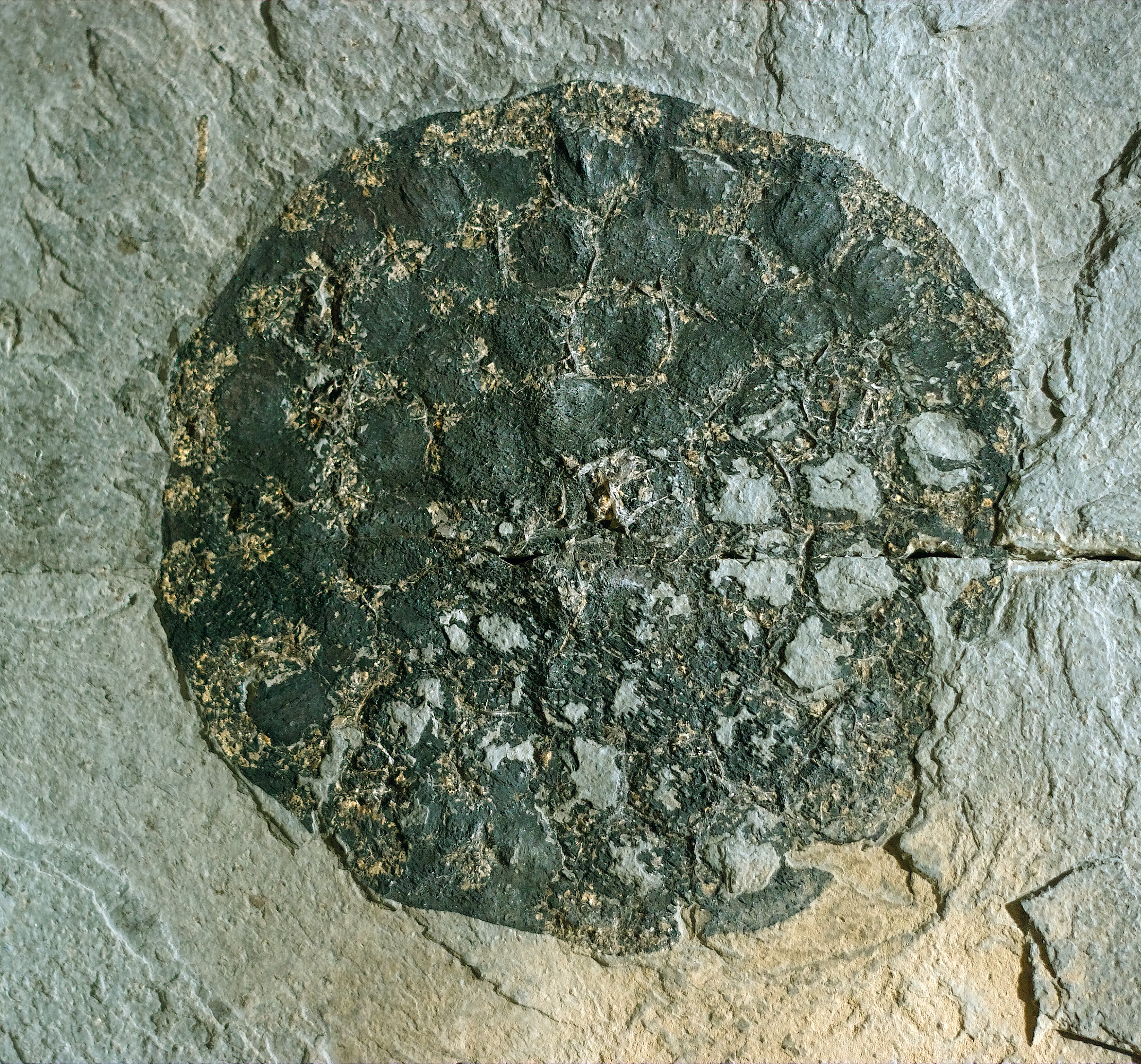 Fossil Plant Species - Fossil Butte National Monument (U.S. National Park  Service)
