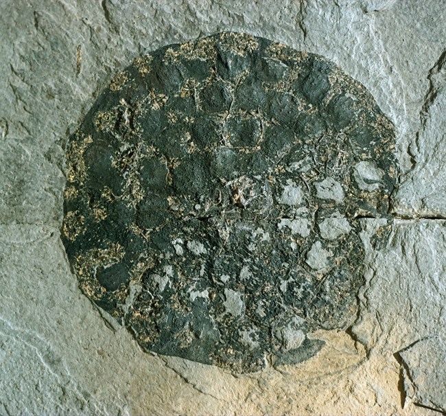 Fossil of black circle with many smaller circles inside