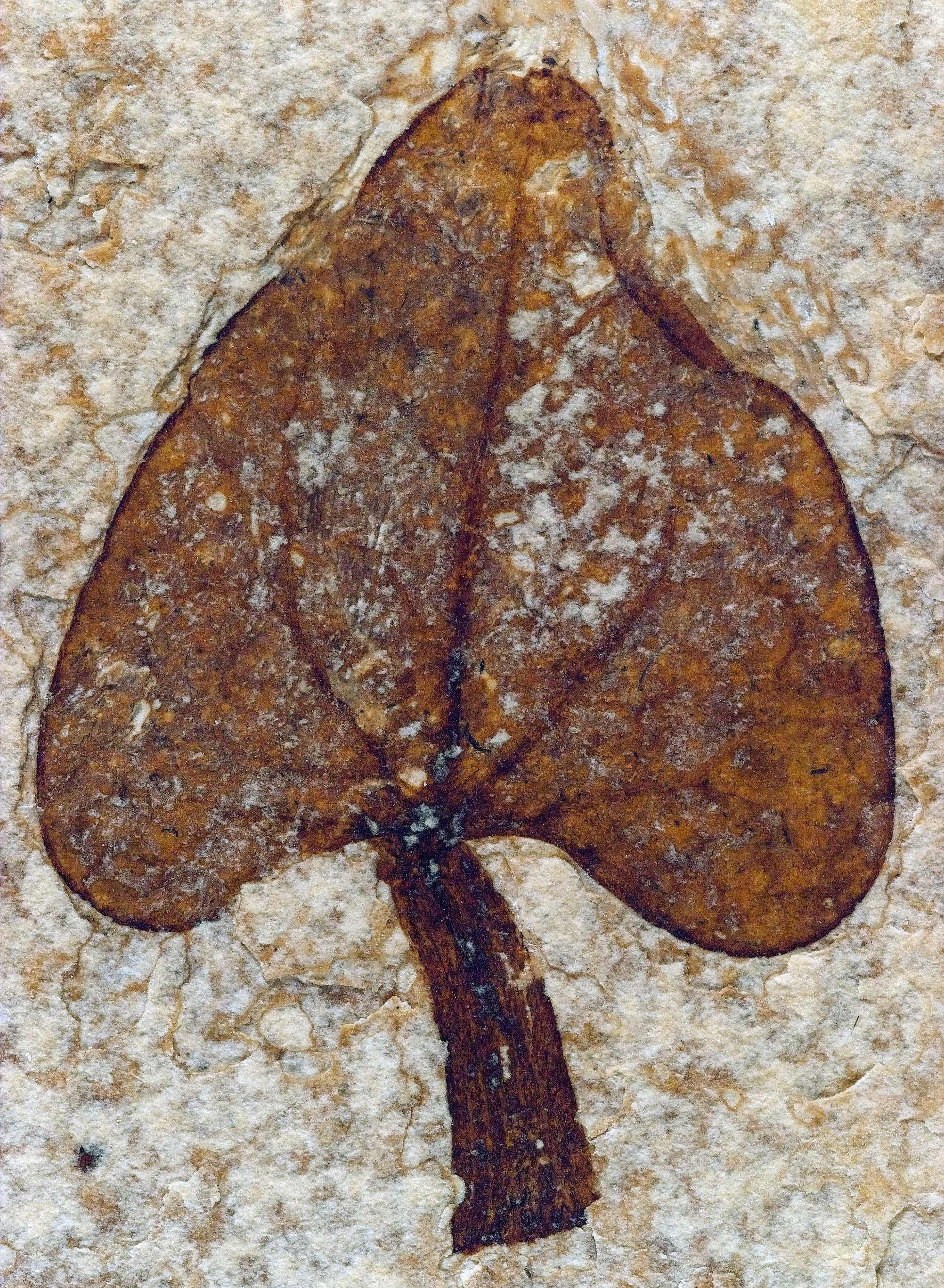 kunst olivenbaum Künstlicher Olivenbaum 100cm schnell günstig online kaufen main image 1