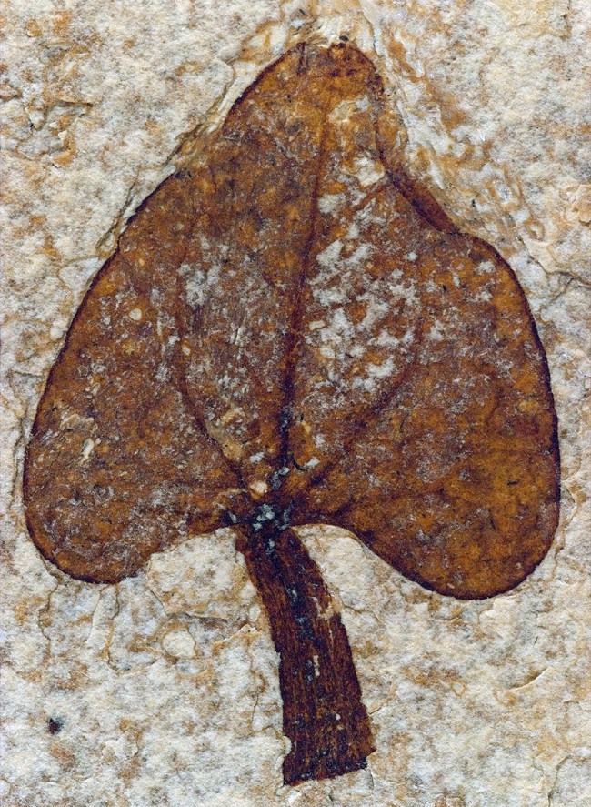 leaf fossil with triangular-shaped leaf and thick stubby stem