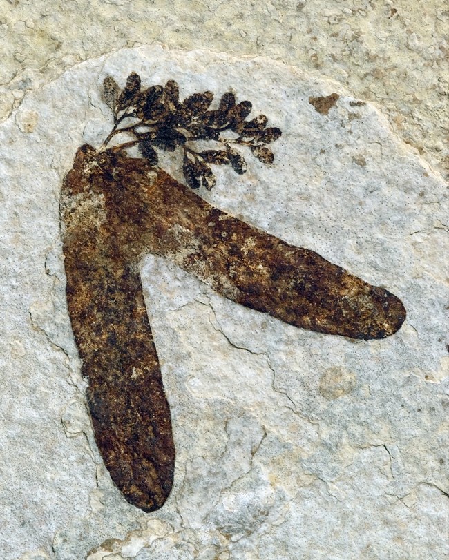 fossil of 2 long skinny leaves in a v shape with small clump of seeds at the base