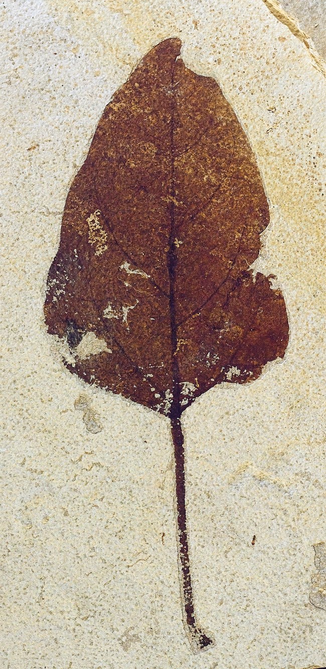 non-lobed leaf fossil with tiny holes on edges