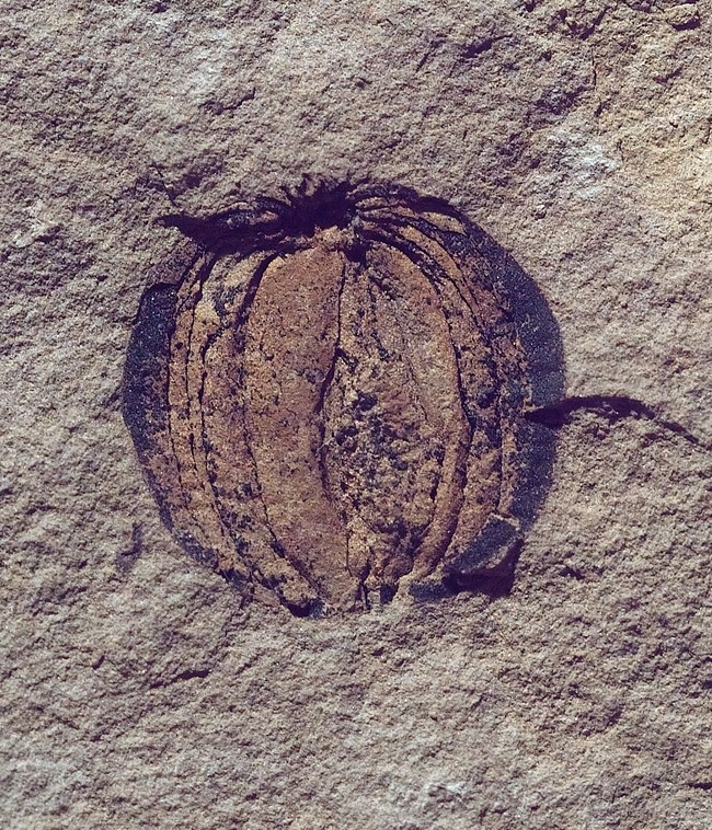 circular seed fossil with visible horizontal veins