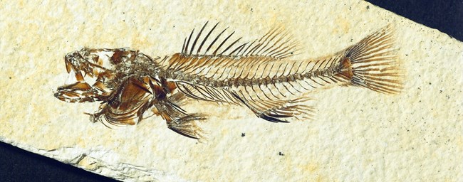 A brown fossil fish with a fan tail and fine bones. The edge of the rock can be seen at upper right and lower left.