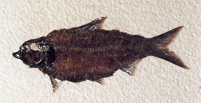 Knightia alta fossil fish with a deep belly and forked tail. From Green River Formation.