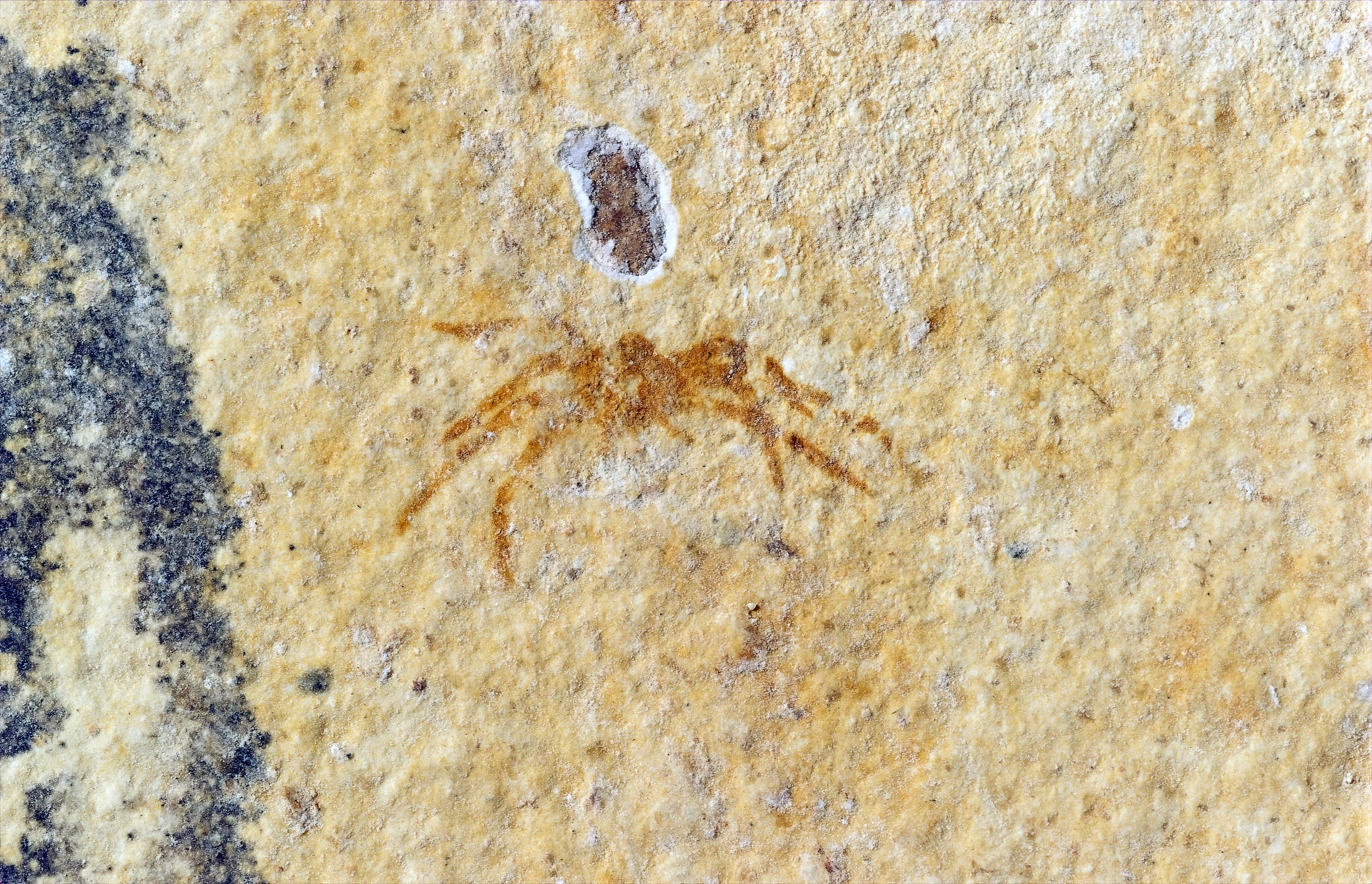 Fossil Arthropod Species - Fossil Butte National Monument ...